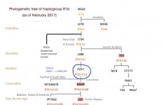 R1b.jpg